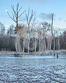 Winter morning at Arcot Pond.