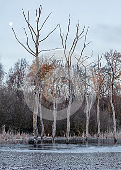 Winter morning at Arcot Pond.