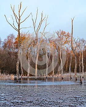 Winter morning at Arcot Pond.
