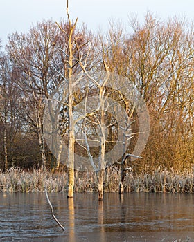 Winter morning at Arcot Pond.