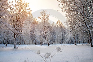 Winter morning in the city park of Khmelnitsky