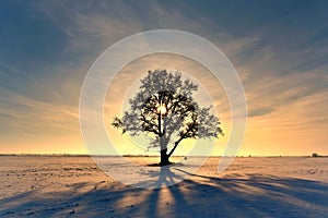 Winter morning or evening. Oak tree on a snowy field