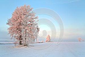 Winter morning or evening. Oak trees on a snowy field