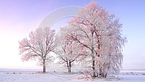 Winter morning or evening. Oak trees on a snowy field