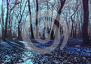 Winter morning in forest - Infrared filter