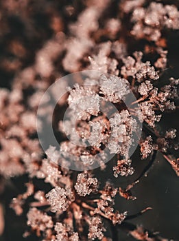 Winter Morning Frost on flowers