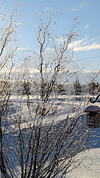 Winter Morning Frosted Tree Branches Against Blue Skky