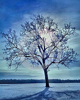 Winter morning frozen tree landscape