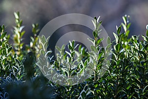 Winter morning green white frozen plant hoarfrost sky sun light blue blur bokeh ray illuminate