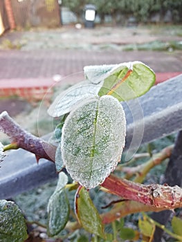 Winter morning hoarfrost on plants.