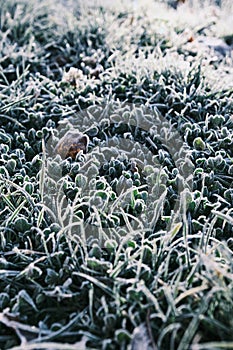 Winter morning ice and frost on the grass top view. Frost background and leaf