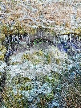 Icey grass photo