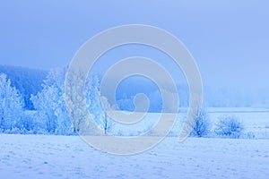 Winter morning landscape. Snowy trees on white meadow. Amazing calm scene with frosty trees covered hoarfrost. Christmas