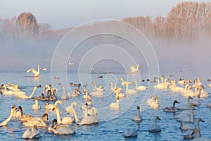 Winter morning landscape with swans and morning fog on the lake in Altai Krai, Russia