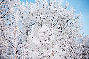 Winter morning in the mountains. Snow-covered tree branches against the blue sky