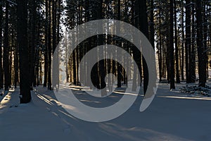 Winter Morning in Rocky Mountain National Park