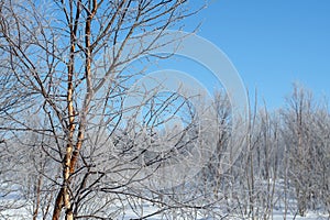 Winter morning scenery, branch of a frosted branches tree in sunshine