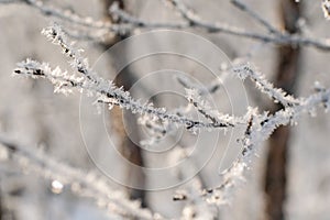 Winter morning scenery, branch of a frosted branches tree in sunshine