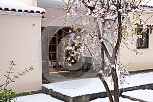 Winter morning snow covered blooming almond tree branches in Athens, Greece, 15th of February 2021