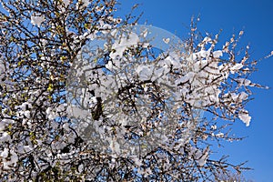 Winter morning snow covered blooming almond tree branches in Athens, Greece, 17th of February 2021