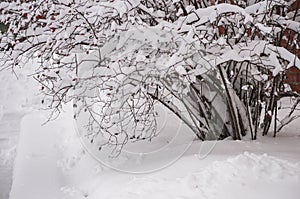 Winter morning after snowfall with closeup of rose bush covered with snow