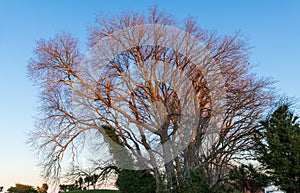 Winter Morning Trees