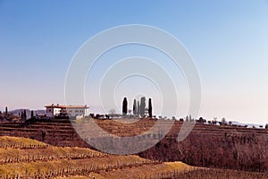 Winter morning in the vineyards of Collio, Italy