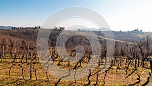 Winter morning in the vineyards of Collio, Italy