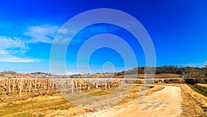 Winter morning in the vineyards of Collio, Italy