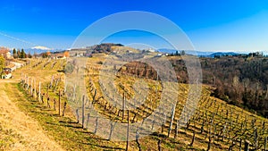 Winter morning in the vineyards of Collio, Italy