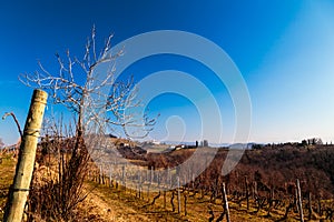 Winter morning in the vineyards of Collio, Italy