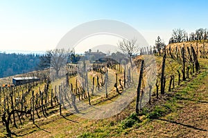 Winter morning in the vineyards of Collio, Italy