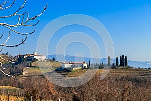 Winter morning in the vineyards of Collio, Italy