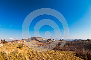 Winter morning in the vineyards of Collio, Italy