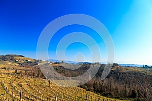 Winter morning in the vineyards of Collio, Italy