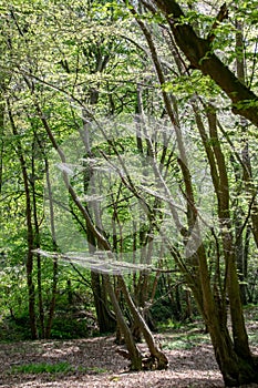 Winter moth caterpillar Operophtera brumata are a looper caterpillar and spin silk threads across forest, destroying the leaves