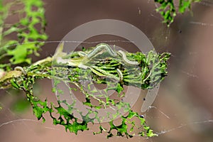 Winter moth caterpillar Operophtera brumata are a looper caterpillar and spin silk threads across forest, destroying the leaves photo