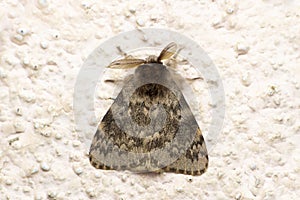 Winter moth closeup photo, Operophtera brumata, Satara, Maharashtra,