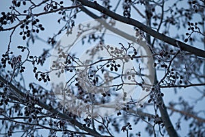Winter mountain ash, crone