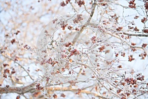 Winter mountain ash, crone