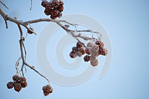 Winter mountain ash, crone