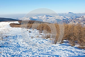 Winter mountain forest