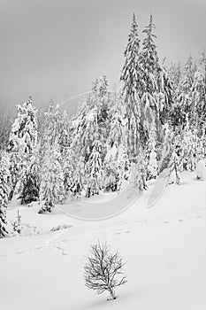 Winter mountain forest covered with snow