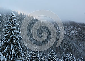 Winter mountain forest landscape