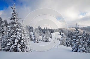 Inverno dentro montagna foresta 