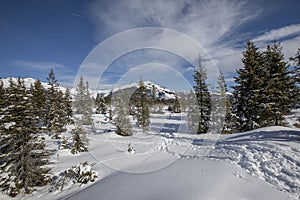 Winter mountain forest landscape on a sunny day in Austria