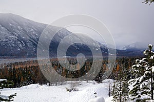 Winter mountain forest scene