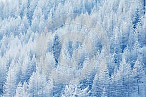 Winter mountain forest in snow