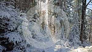 Winter mountain forest with snow cover and sunbeams