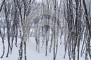 Winter mountain forest,  snow covered bare trees